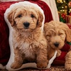 Image 2: Personalized 3D Pet Pillow - Up to 81% Off!