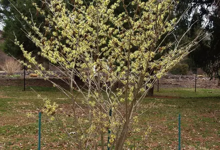 Colonial Park Arboretum and Gardens