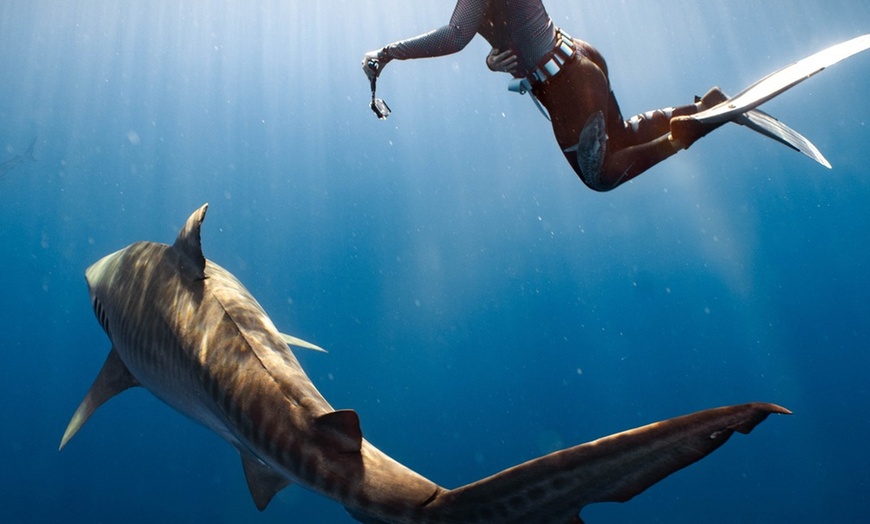 Image 4: Cageless Shark Snorkeling – Oahu's North Shore, Hawaii