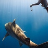 Image 4: Cageless Shark Snorkeling – Oahu's North Shore, Hawaii
