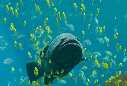 Georgia Aquarium