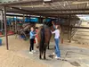 Meet Ranch Animals w/ Balanced Beings Outdoor Recreation in Phoenix