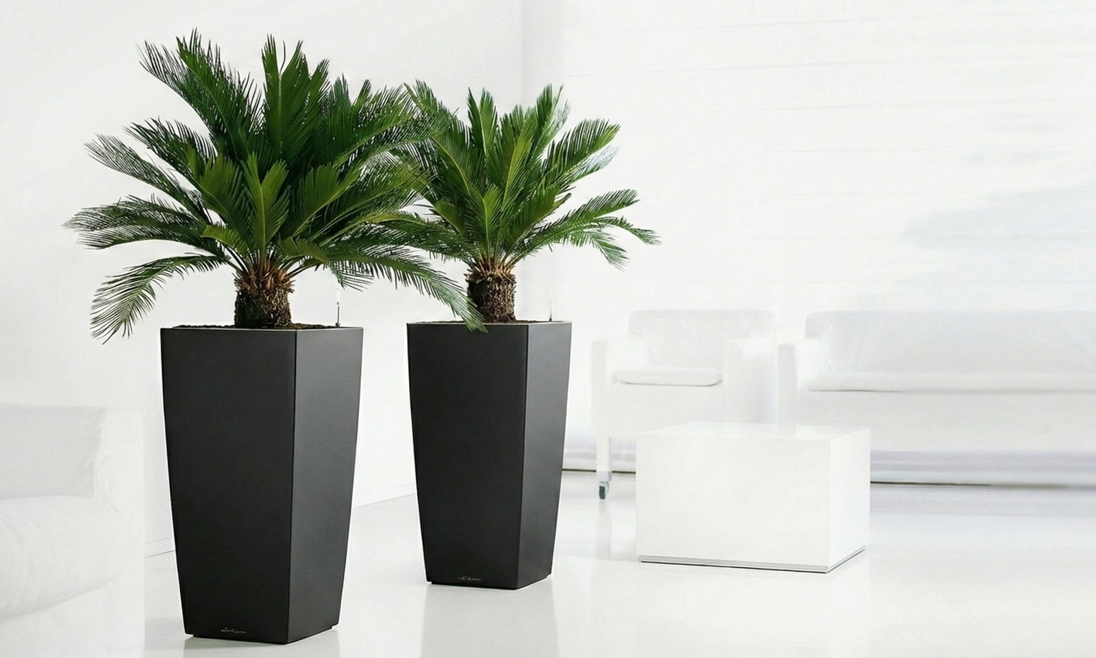 Plante d'intérieur décorative et architecturale, le Cycas revoluta