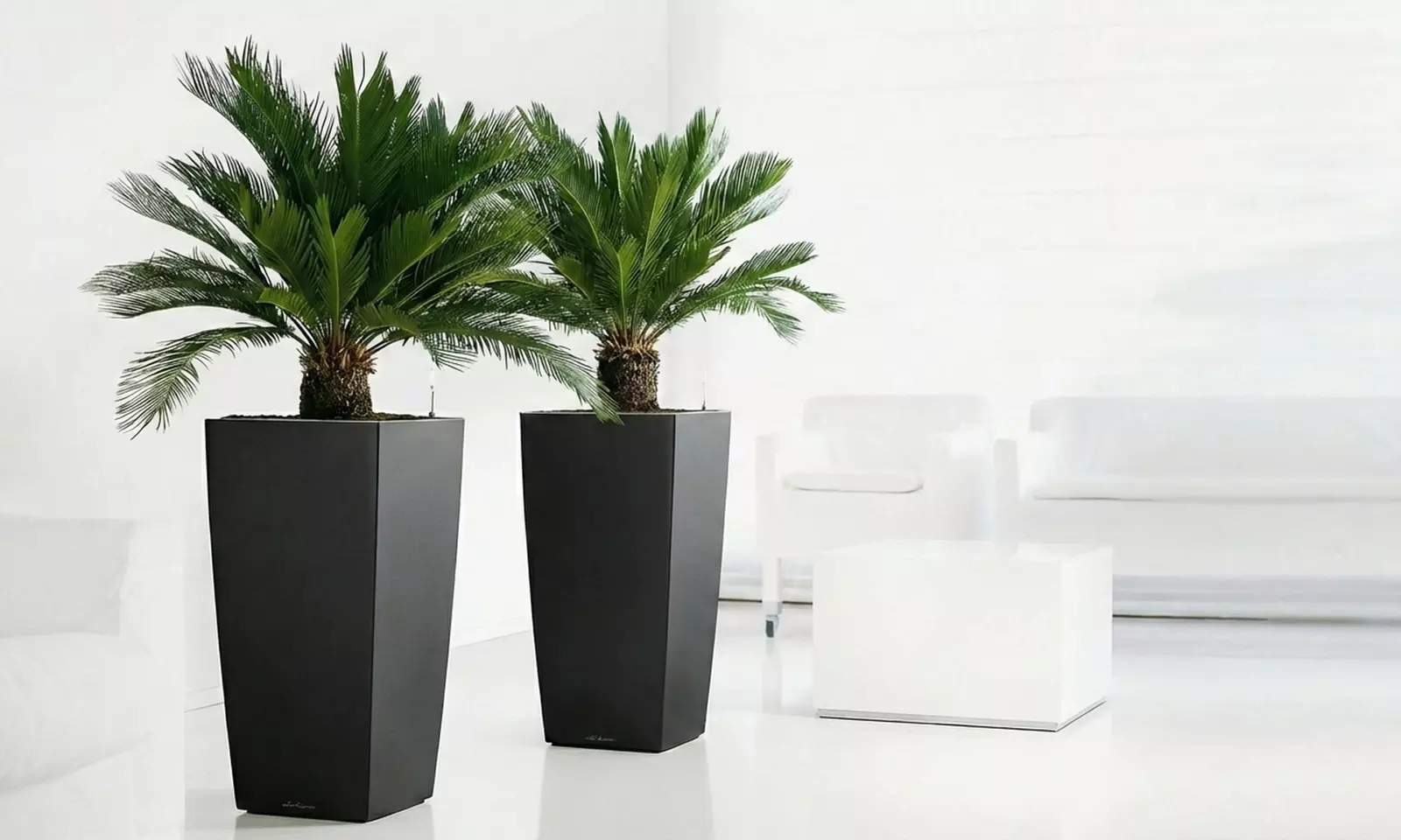1 ou 2 plants de Cycas revoluta, plante d'intérieur décorative et architecturale - Primary Image