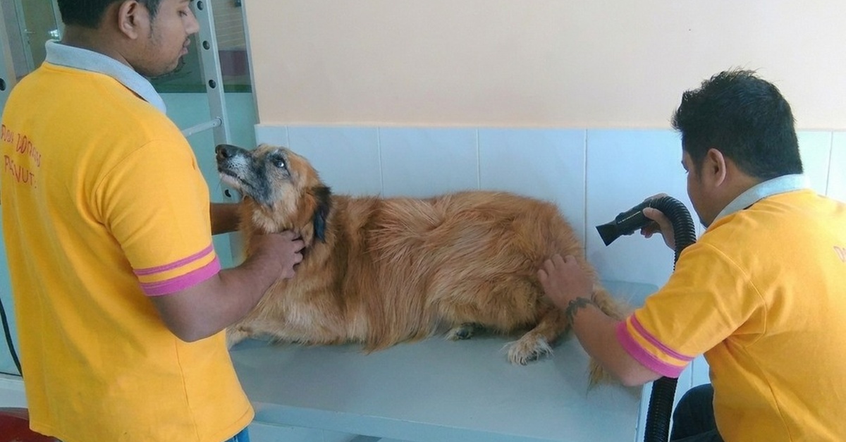 Pet Full Grooming Packages For Cats And Dogs Pet Full Grooming Packages For Cats And Dogs