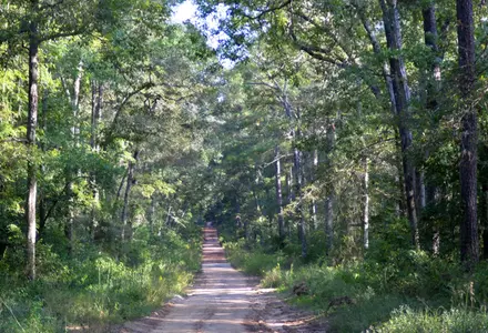 Sam Houston National Forest