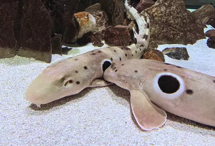 OdySea Aquarium