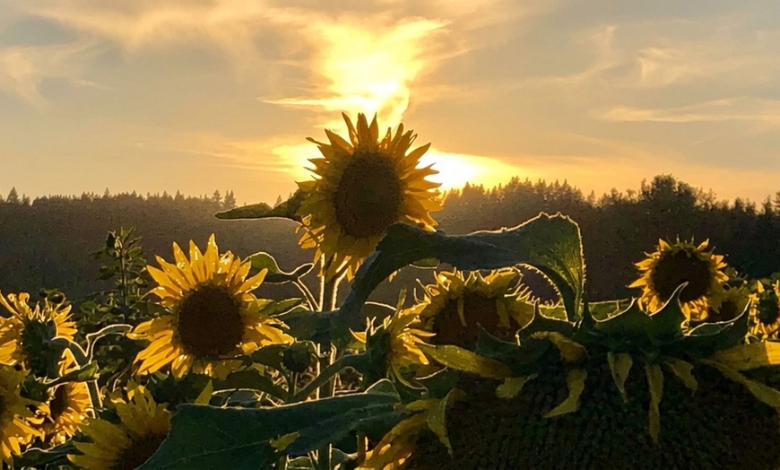 Image 5: U-Pick Sunflower Admission for One, a Mason Jar and Sunflowers
