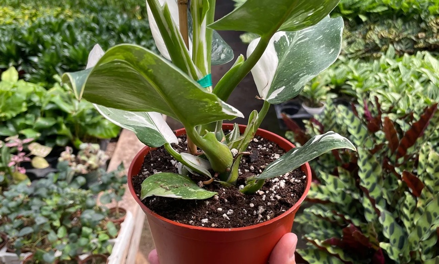 Image 18: Rare Live Plants by House Plant Shop | Monstera, Philodendron & More