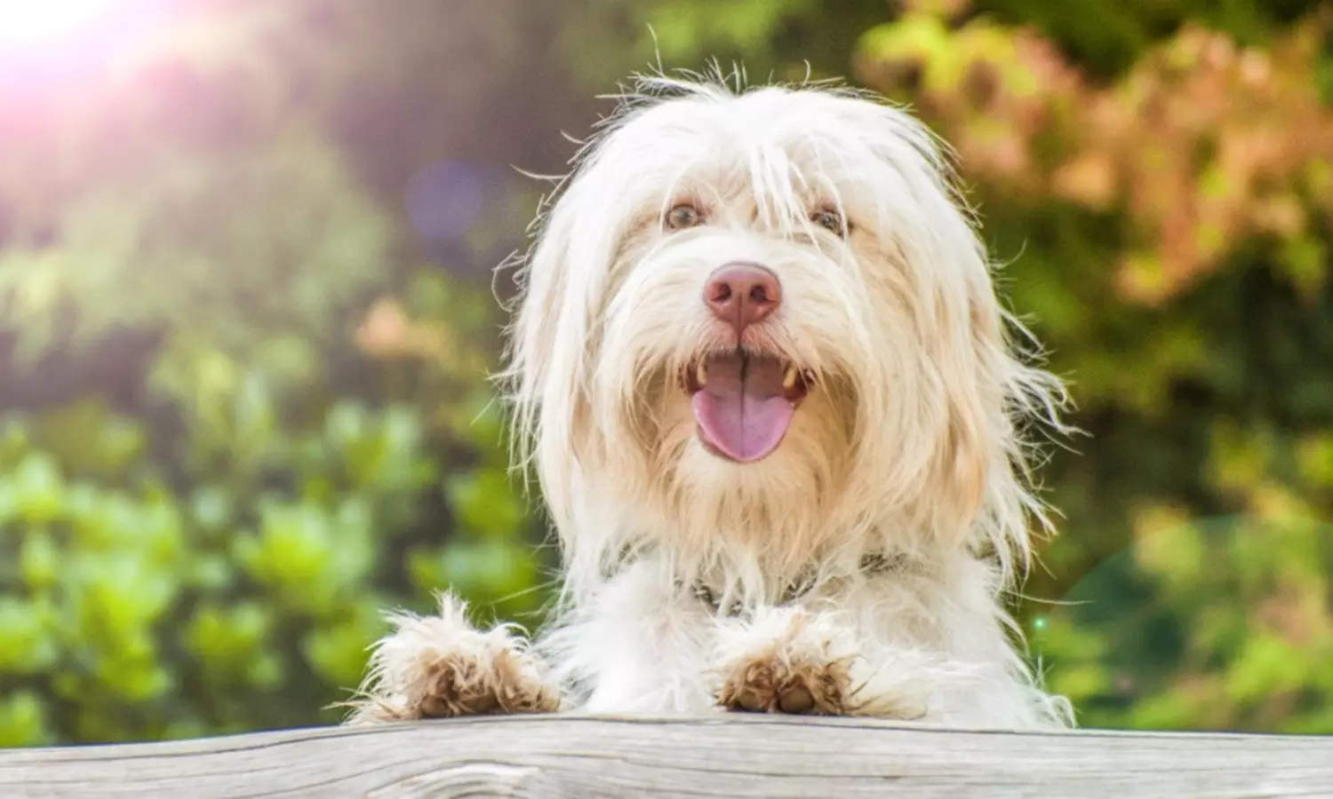 Sesión de estudio, exteriores o domicilio para 1 mascota con CD