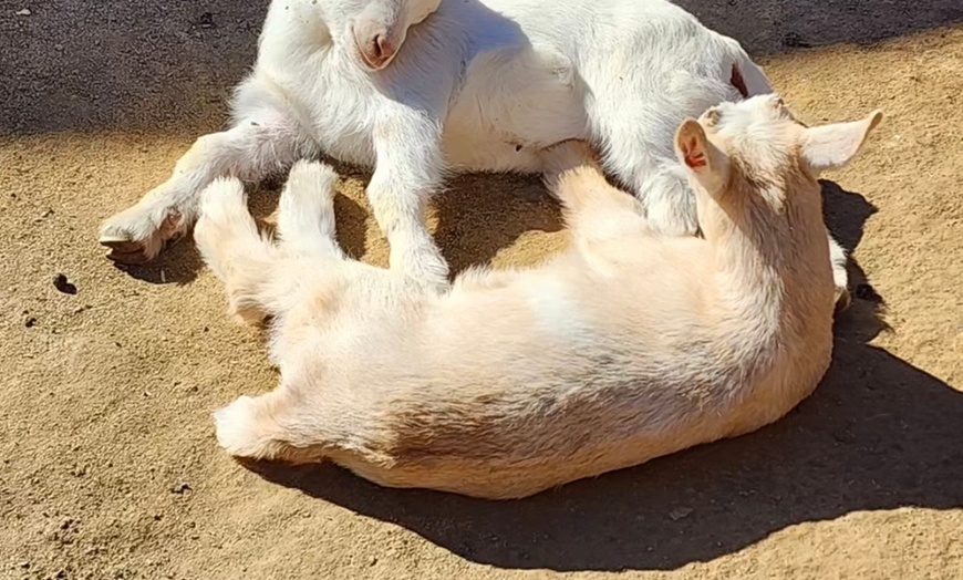 Image 6: Petting Zoo Admission Deals & Discounts