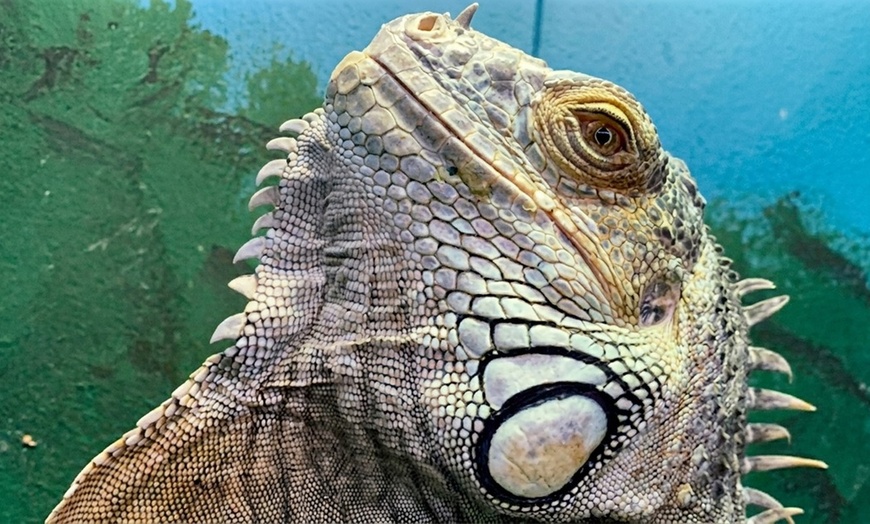 Image 5: Admission to Santa Fe's Bug and Reptile Museum 