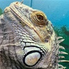 Image 5: Admission to Santa Fe's Bug and Reptile Museum 