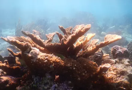 Parque Nacional Arrecife de Puerto Morelos