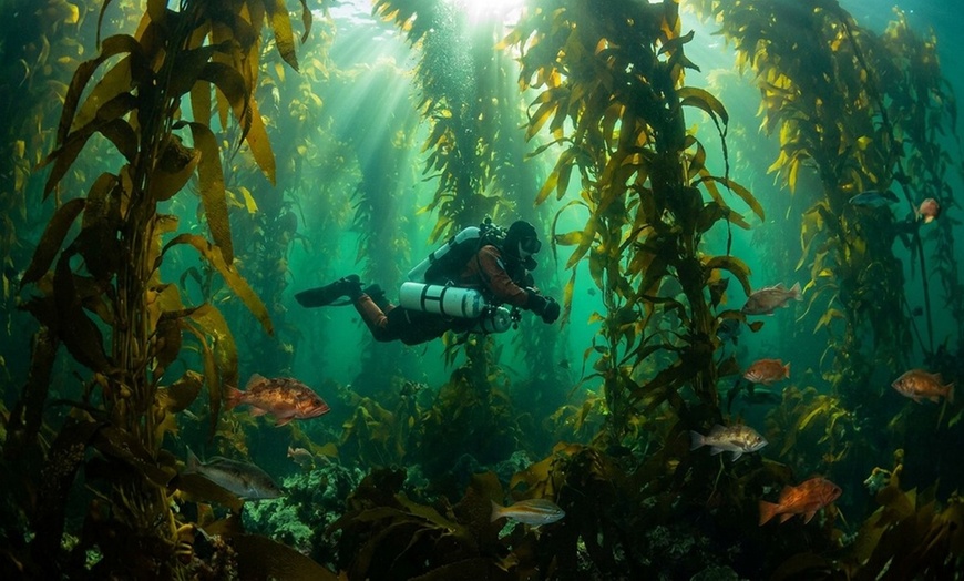 Image 5: Dive Into Adventure with Scuba Diving Class Plus Boat Diving