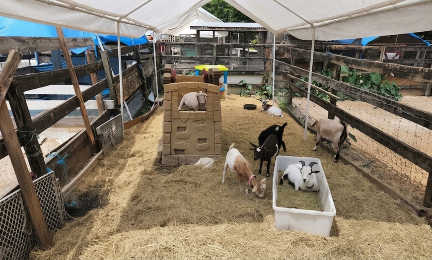 Image 5: Petting Zoo & Pony Ride Adventure – Davie, FL