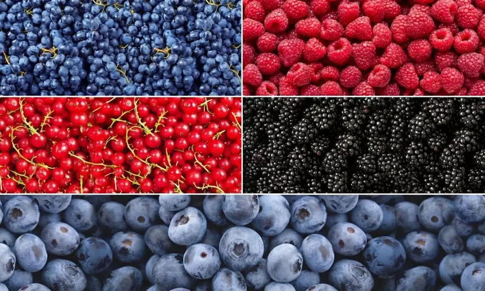 Set de plantes fruitières biologiques