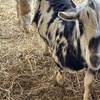Image 2: Guided Animal Sanctuary Tours for Individuals or Groups
