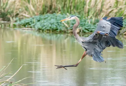 Phinizy Swamp Nature Park