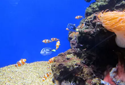 Waikiki Aquarium