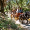 Image 5: Wild West Stagecoach Rides – Columbia State Historic Park