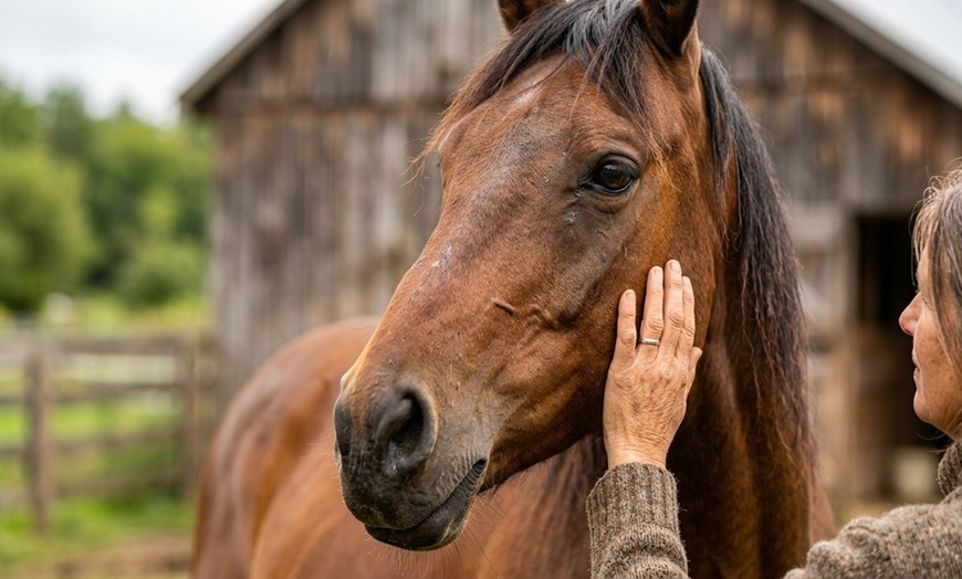 Image 6: Guided Open Field Horseback Riding Lessons at King Equestrian Center