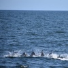 Image 2: Deep Sea Fishing Adventure with Rod, Reel & Bait Included at Belmar 