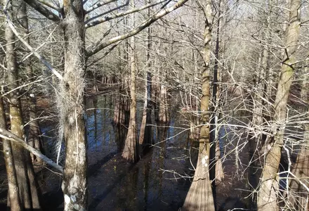 Six Mile Cypress Slough Preserve