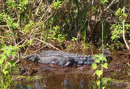 Boggy Creek Airboat Adventures