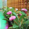 Image 6: Relaxing Full Body and Couples Massage Experiences 