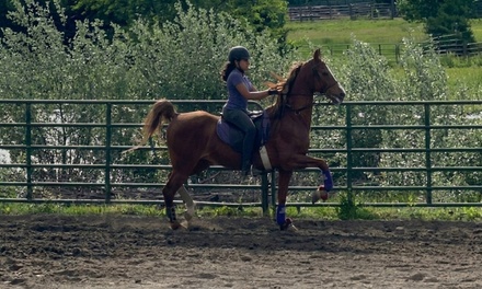 1 hour long lesson for ages 7+ - Ruby Moon Stables
