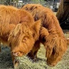 Image 1: Wine Tasting or Tour, Featuring Highland Cattle Encounter