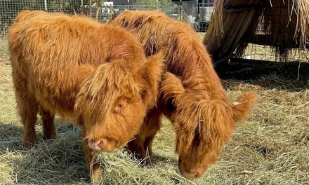 Wine Tasting Session for 2 with Vineyard Tour, Featuring Highland Cattle Experience - Saluti Cellars