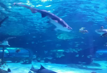 Ripley's Aquarium of Myrtle Beach