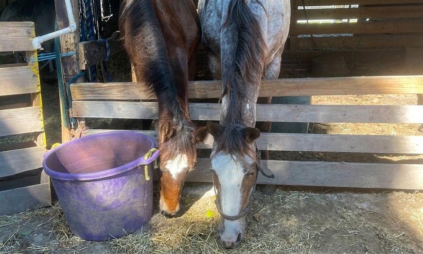 Image 2: Explore a Two or Three People Admission for Zoo or Pony Ride for kids 