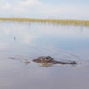 Image 1: Up to 28% Off – Everglades Airboat Tour