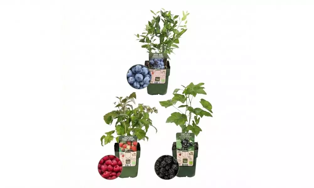 Set de plantes fruitières biologiques