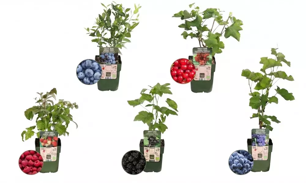 Set de plantes fruitières biologiques