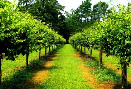 Duplin Winery