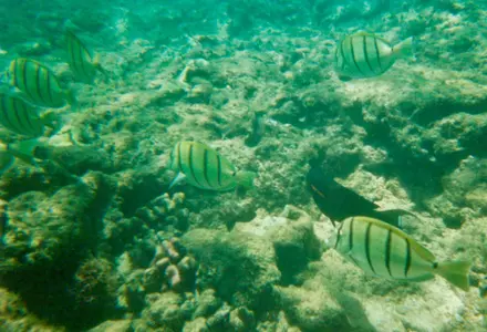 Honolua Bay Marine Life Conservation District