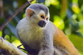 ✈ Costa Rica: 7-Day/6-Night Adventure with Flights,Hotels & Car Rental