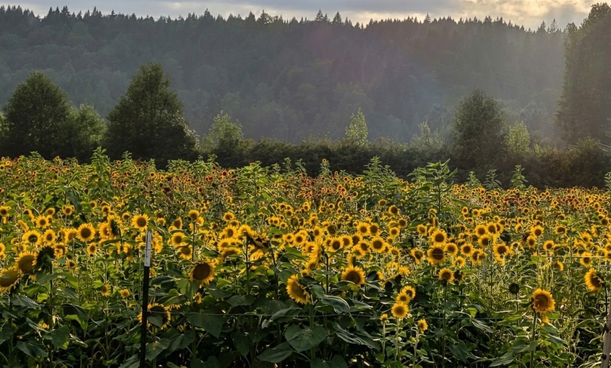 Image 7: U-Pick Sunflower Admission for One, a Mason Jar and Sunflowers