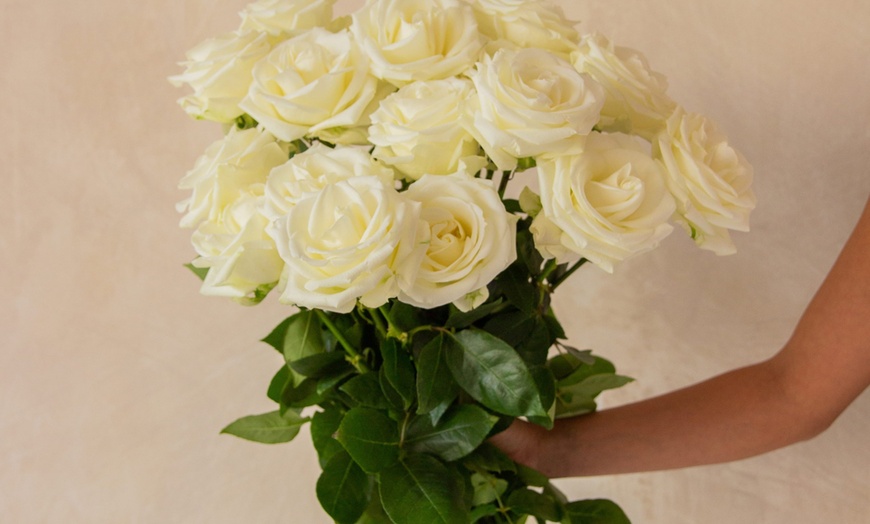 Image 16: *FLASH SALE* 24 or 36ct Roses Luxury Long Stem Rose Bouquet from Rose Farmers | Farm Fresh Roses (Up to 74% Off)