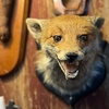 Image 1: Entrance to The Oddities Museum: Peculiar Art, History & Curiosities