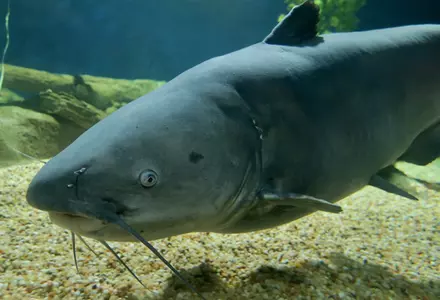 OdySea Aquarium
