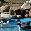 Image 21: Petting Zoo Admission Deals & Discounts