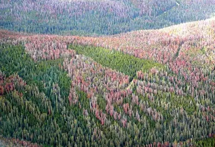 Fraser Experimental Forest