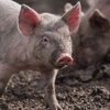 Image 2: Loudoun County Fair July 21-25: Carnival, Derby & Rodeo