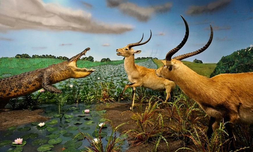 Image 5: Explore History, Art, Global Wildlife & Dinosaurs w/ Admission for 1-4