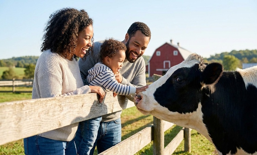 Image 2: Explore farm tours with cheese-making and animal raising insights